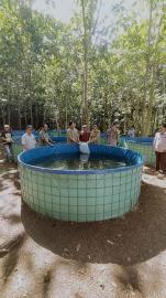 Bumkal Giri Sejahtera Tebar Bibit Ikan Lele di Lahan Ketahanan Pangan di Padukuhan Klepu