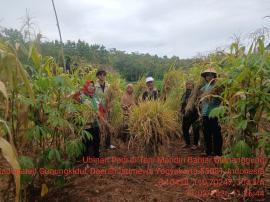BPP Kapanewon Tepus Bersama Kelompok Tani Kalurahan Giripanggung Laksanakan Ubinan Padi dan Jagung
