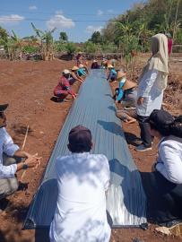 BPP Kapanewon Tepus Bersama KWT Ngudi Rahayu Laksanakan Penanaman Bibit Cabai di Padukuhan Regedeg